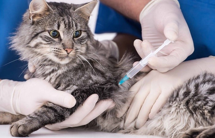 GS 441524 Development Of Drug Resistance | Shaanxi BLOOM Tech Co., Ltd GS 441524 Development Of Drug Resistance | Shaanxi BLOOM Tech Co., Ltd