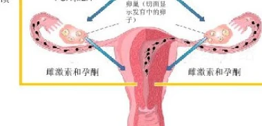 β-Endorphin Buy | Shaanxi BLOOM Tech Co., Ltd β-Endorphin Buy | Shaanxi BLOOM Tech Co., Ltd